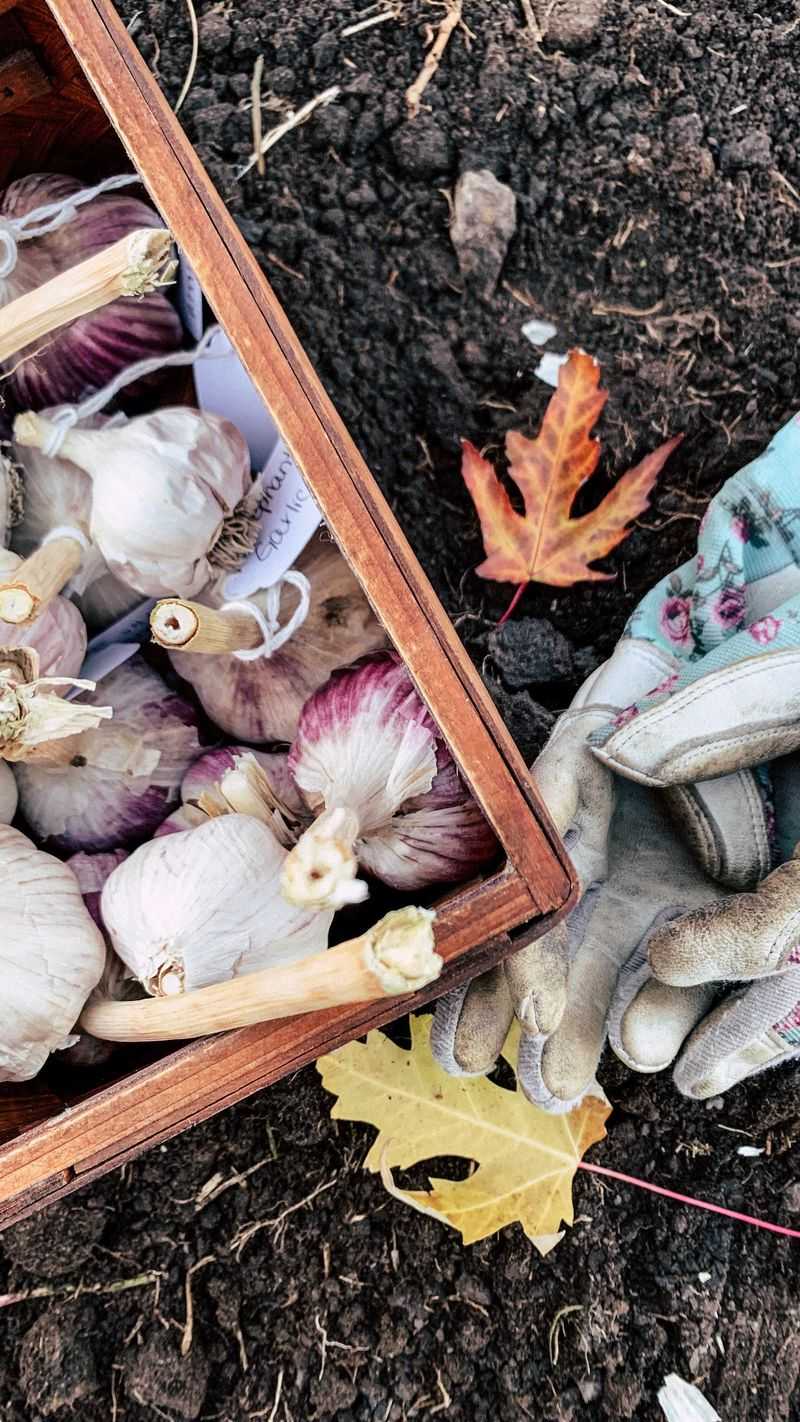Planting Garlic At The Wrong Time