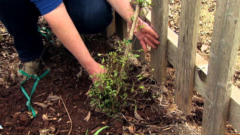 Planting In Poorly Drained Soil