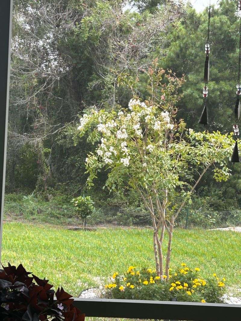 Planting In Too Much Shade Reduces Blooms Planting In Too Much Shade Reduces Blooms