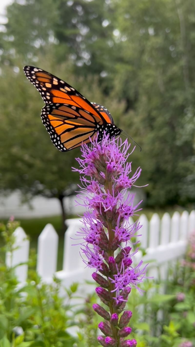 Planting Late Season Blooms That Truly Help
