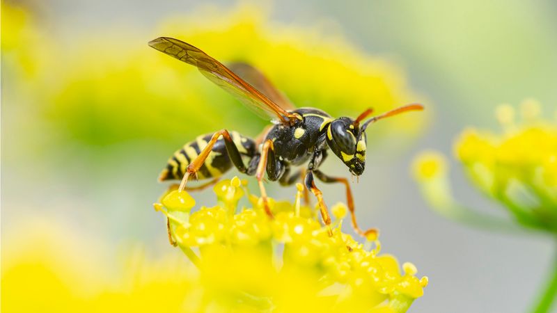 Planting Nectar-Rich Flowers Right By Your Doors Planting Nectar-Rich Flowers Right By Your Doors