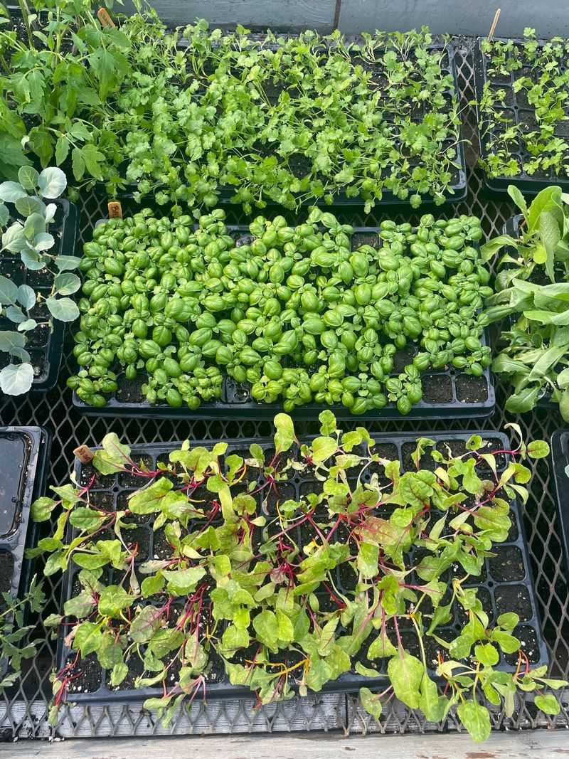 Planting Now Gives Roots Time To Develop