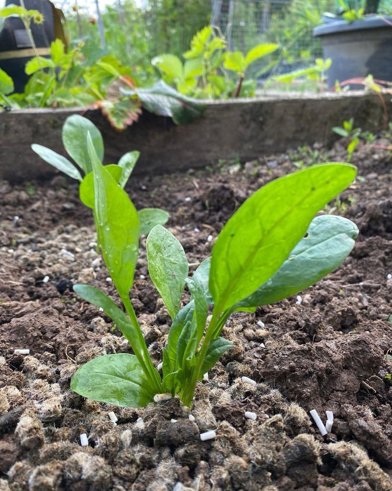 Planting Spinach In Too Much Shade Planting Spinach In Too Much Shade
