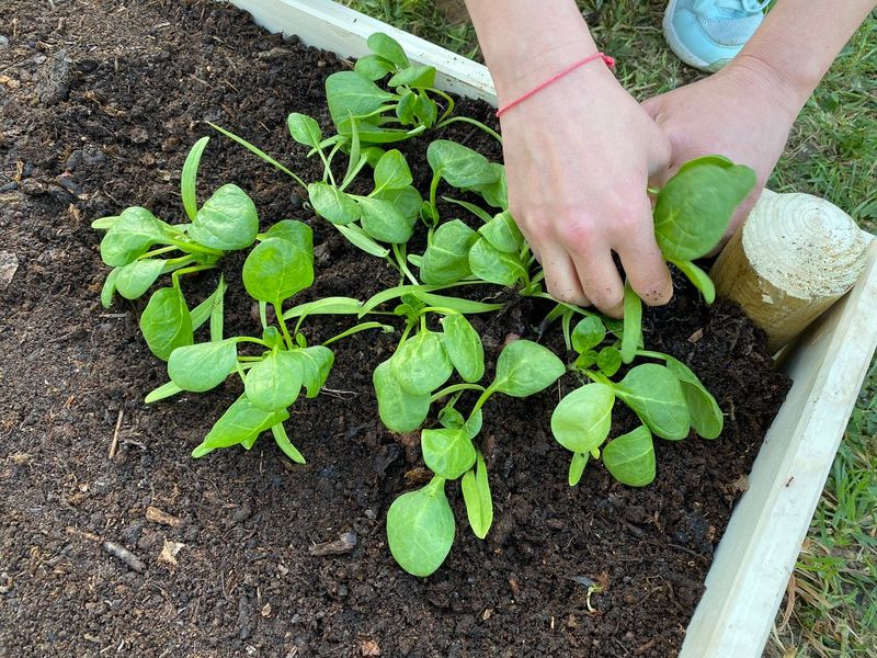 Planting Spinach Too Late In The Fall Planting Spinach Too Late In The Fall
