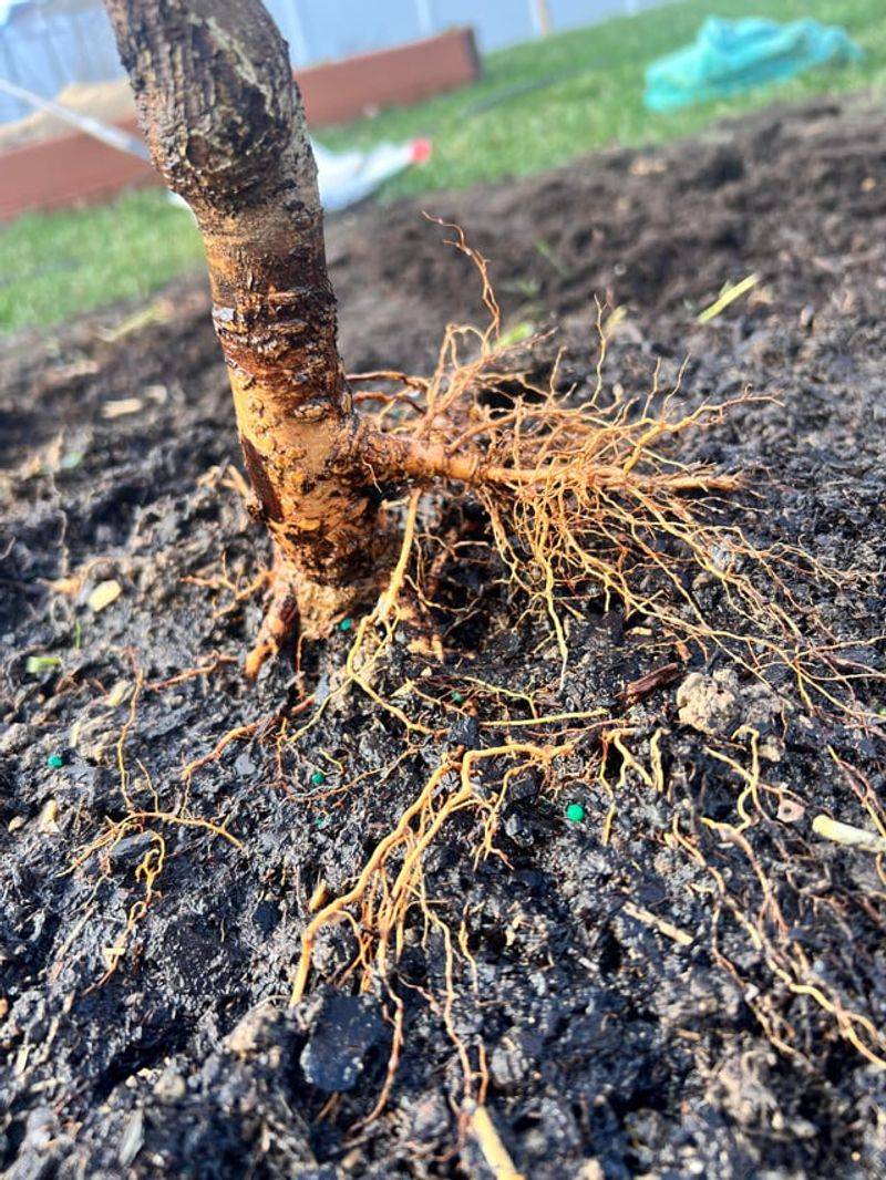 Planting Too Deep Stresses New Roots
