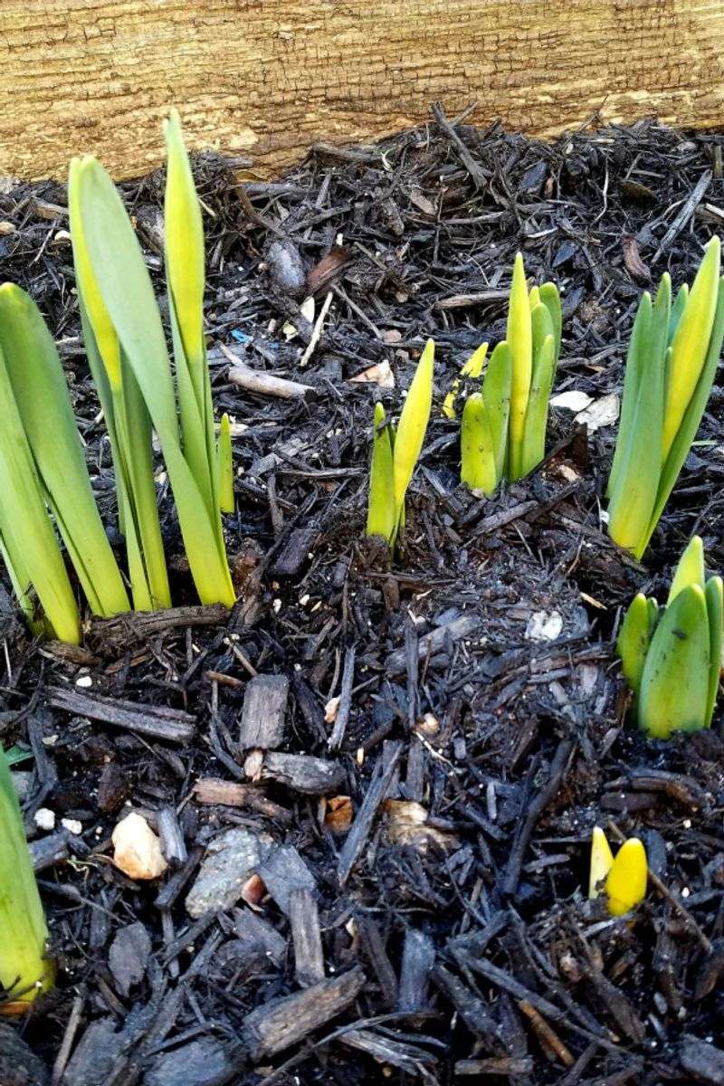 Planting Too Early Can Cause Problems