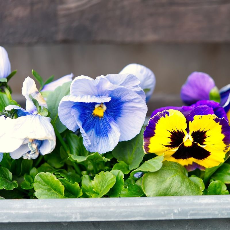 Planting Too Early Can Leave Pansies Weak And Stretched Planting Too Early Can Leave Pansies Weak And Stretched