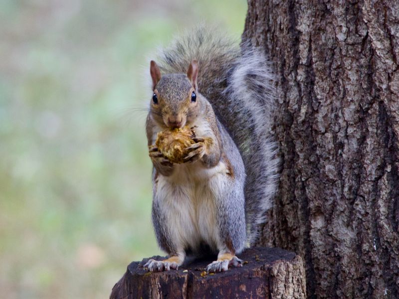 Planting Too Many Nut Trees Increases Food Sources