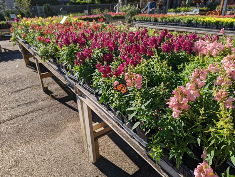 Plants For All Seasons - 21328 TX-249, Houston, TX 77070 Plants For All Seasons - 21328 TX-249, Houston, TX 77070