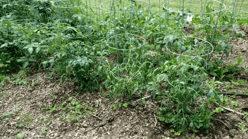 Plants Known To Tolerate Nearby Soil Plants Known To Tolerate Nearby Soil