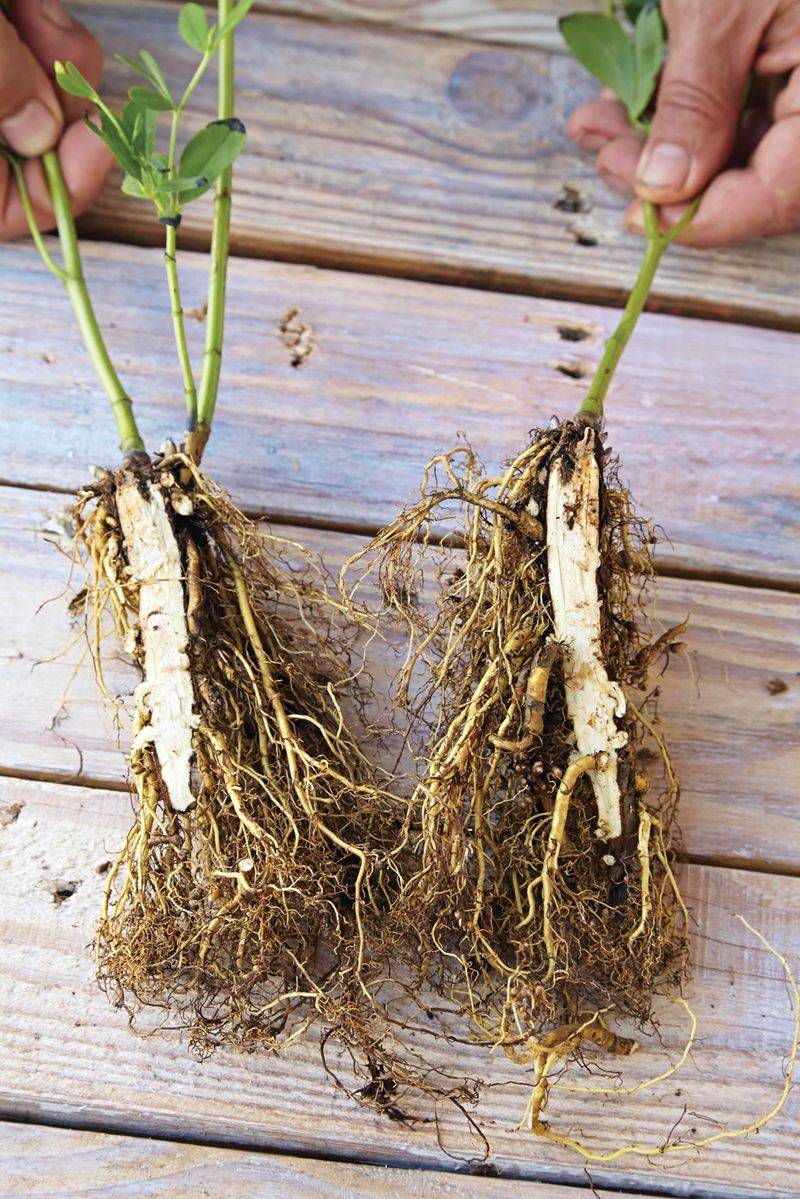 Plants May Have Shallow Or Stressed Roots