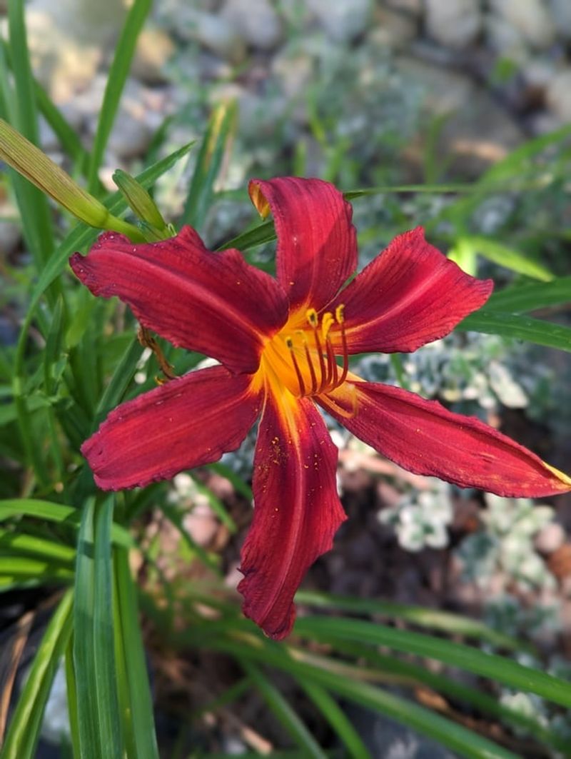 Plants That Shrug It Off And Grow Anyway