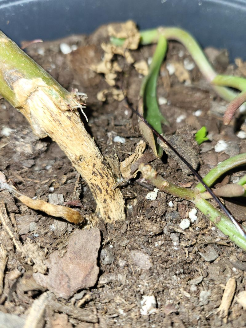Plants That Wilt For No Clear Reason Plants That Wilt For No Clear Reason