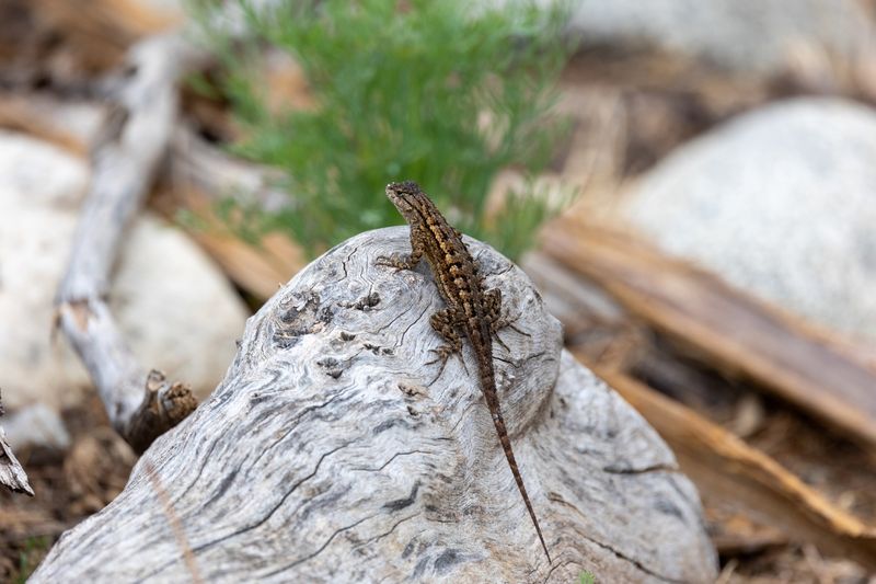 Plenty Of Bugs To Snack On