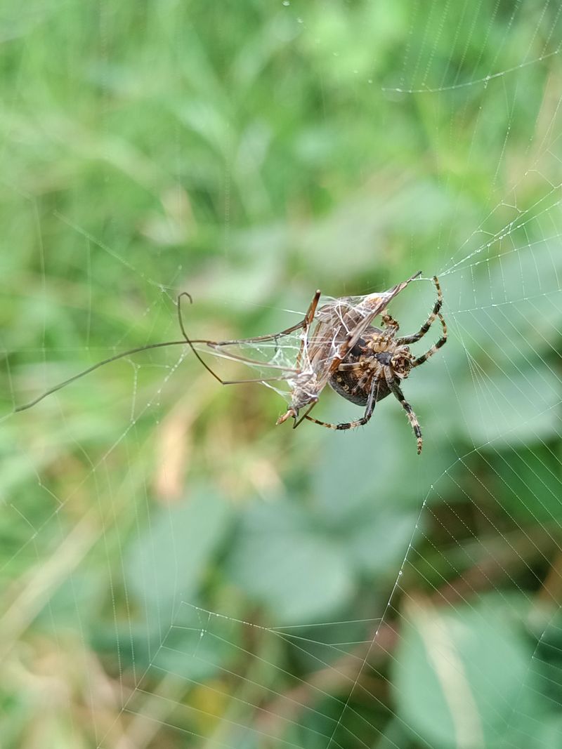 Plenty Of Insects To Snack On Plenty Of Insects To Snack On