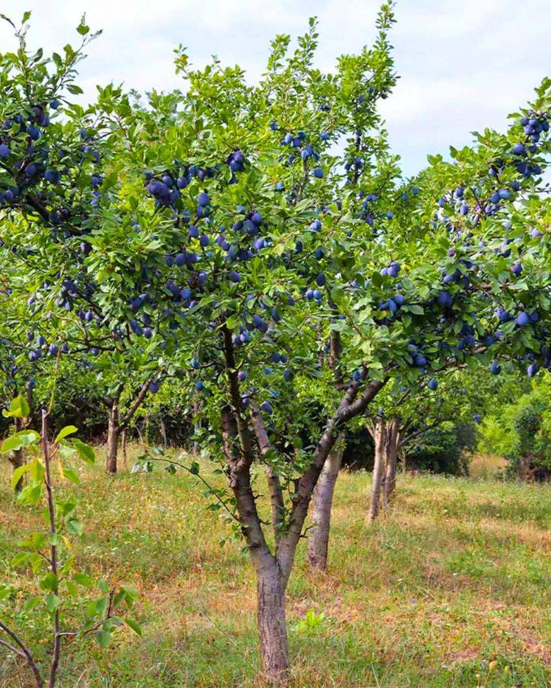 Plum (Prunus domestica and Prunus salicina) Plum (Prunus domestica and Prunus salicina)
