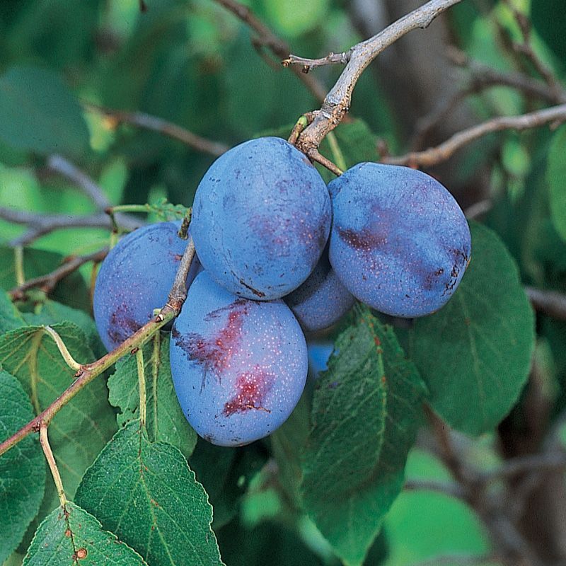 Plum Trees