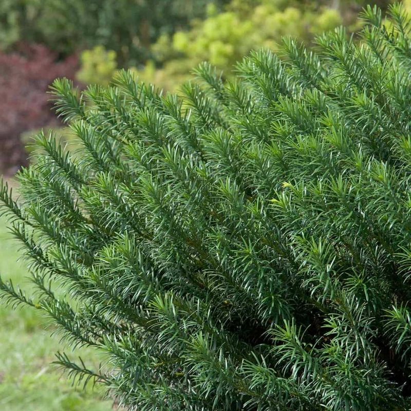 Plum Yew Handles Shade Where Boxwoods May Struggle