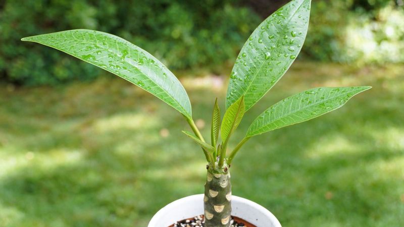 Plumeria Needs Careful Watering When Fall Rain Slows Growth