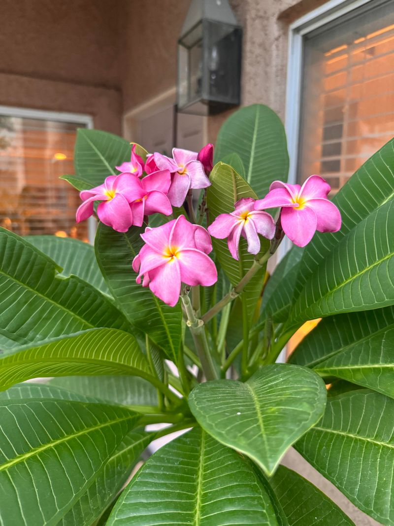 Plumeria Plumeria