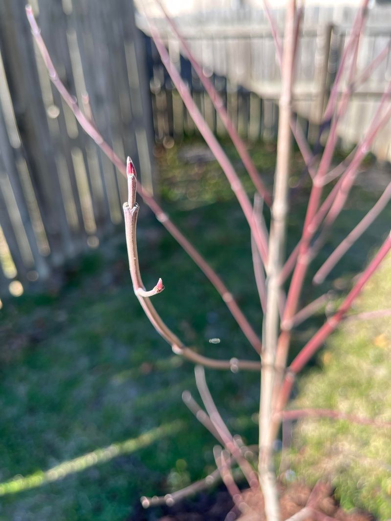 Plump Buds Signal A Strong April Payoff Plump Buds Signal A Strong April Payoff