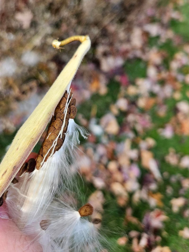 Pod Harvest Mistakes That Waste Good Seed