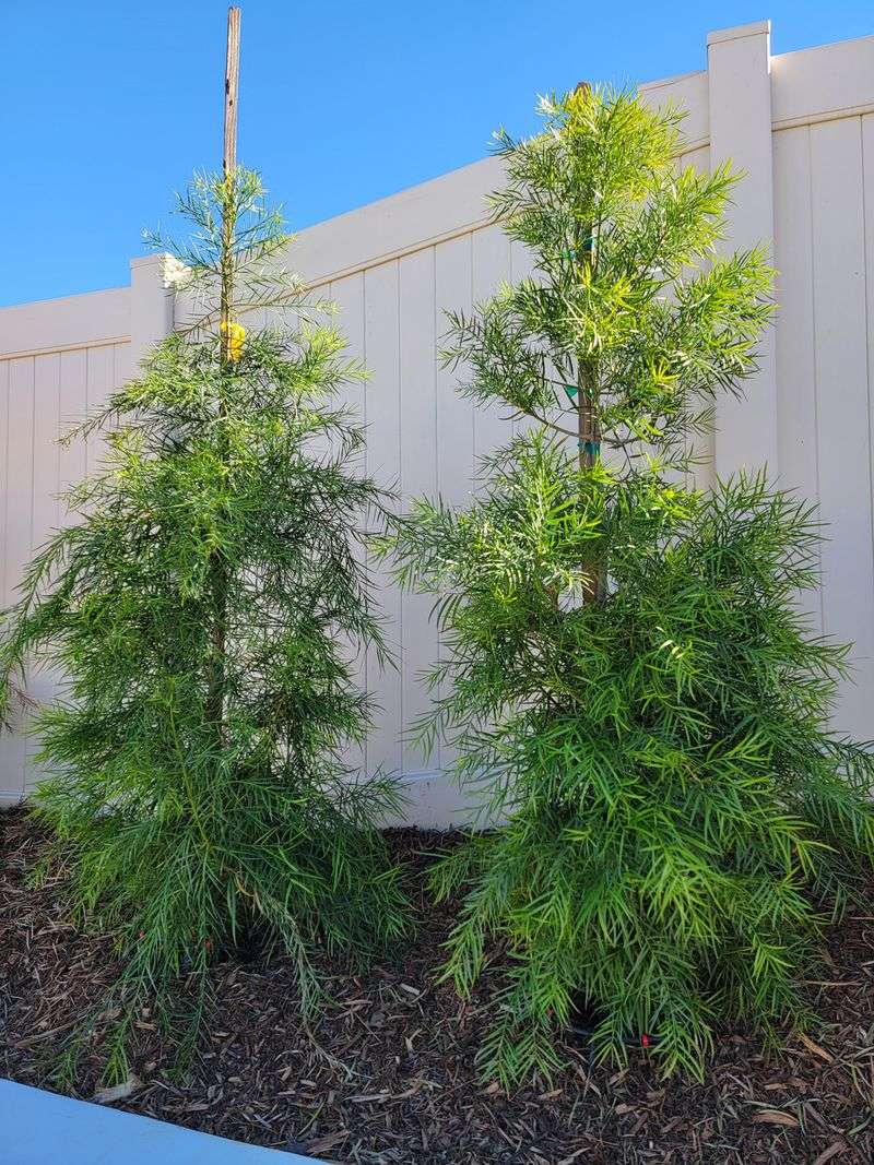 Podocarpus