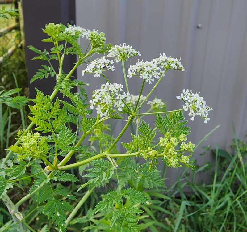Poison Hemlock Hides Among Pretty Blooms