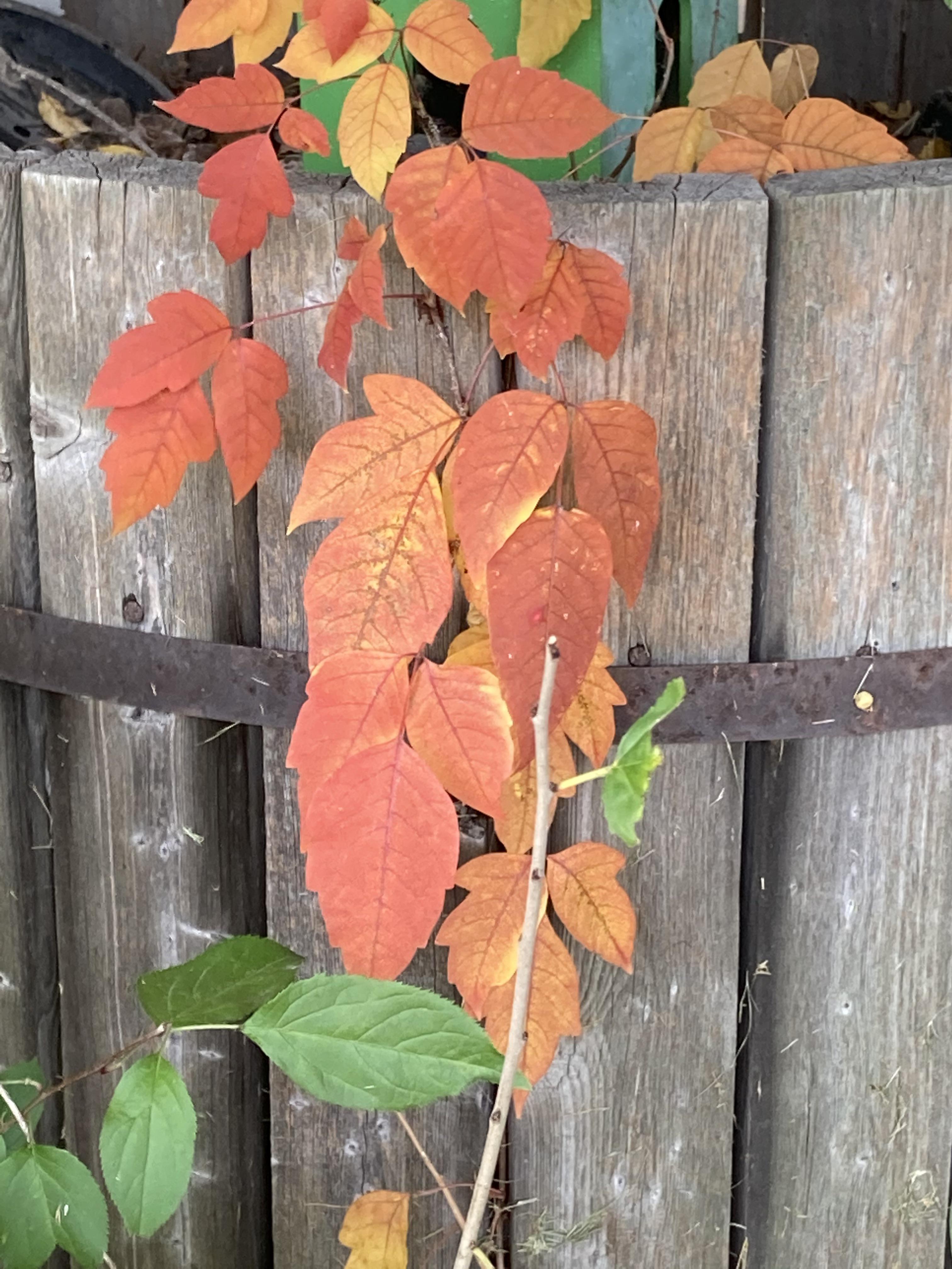 Poison Ivy Turns Brilliant Colors In Ohio Fall