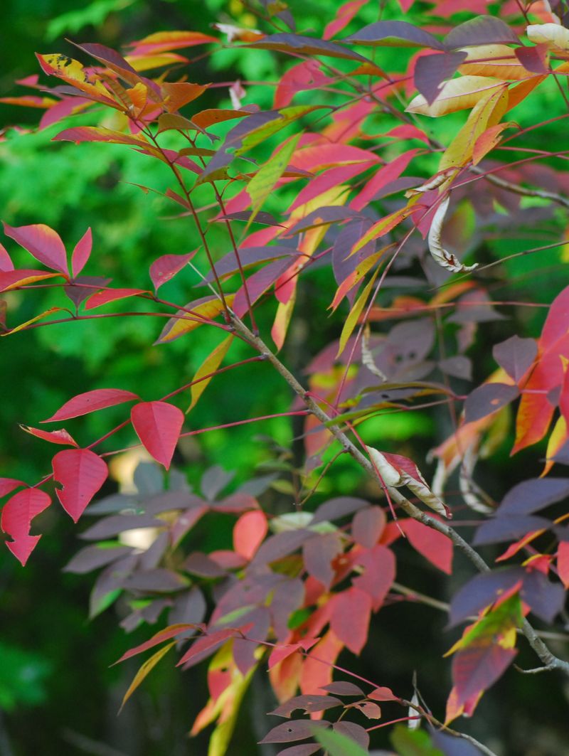 Poison Sumac Leaves Keep Their Itch Long After They Fall Poison Sumac Leaves Keep Their Itch Long After They Fall