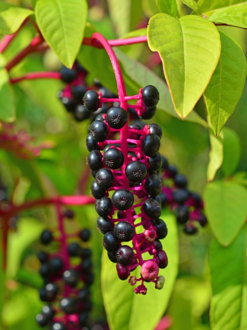 Pokeweed Berries Develop Along Long Drooping Stalks Pokeweed Berries Develop Along Long Drooping Stalks