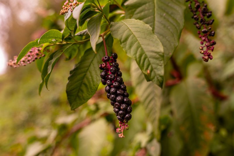 Pokeweed Draws A Crowd With Its Purple Berry Clusters