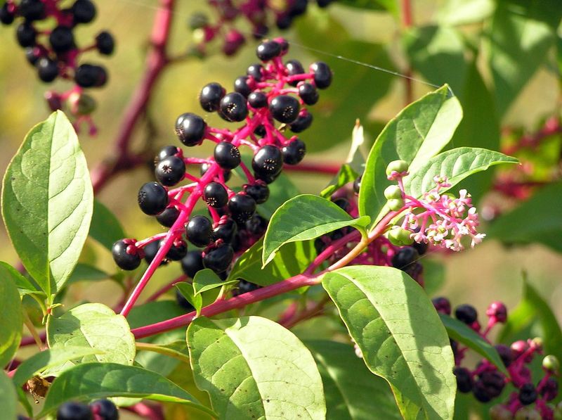 Pokeweed Grows Like An Uninvited Giant Along Alabama Fence Lines