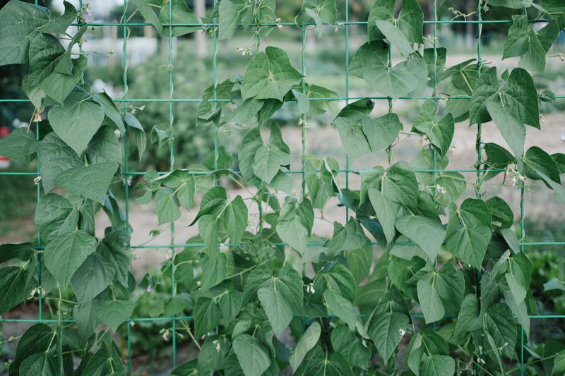 Pole Beans And Their Tangled Reach Pole Beans And Their Tangled Reach