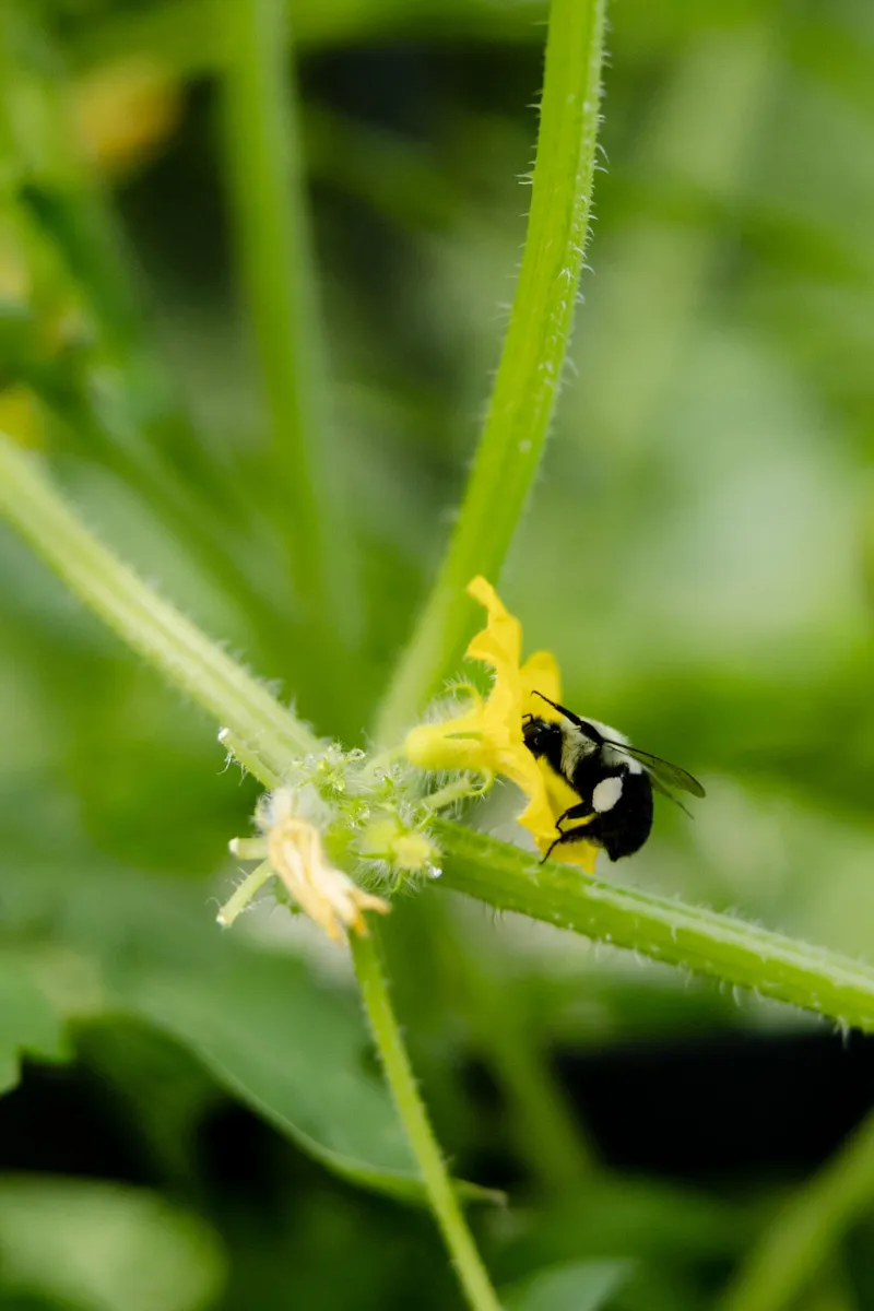 Pollination Turns Possibility Into a Growing Fruit Pollination Turns Possibility Into a Growing Fruit