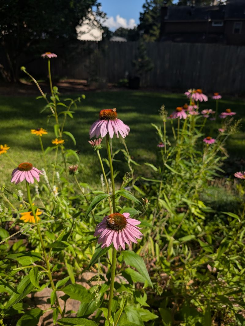 Pollinator Friendly Gardens Welcome More Wildlife