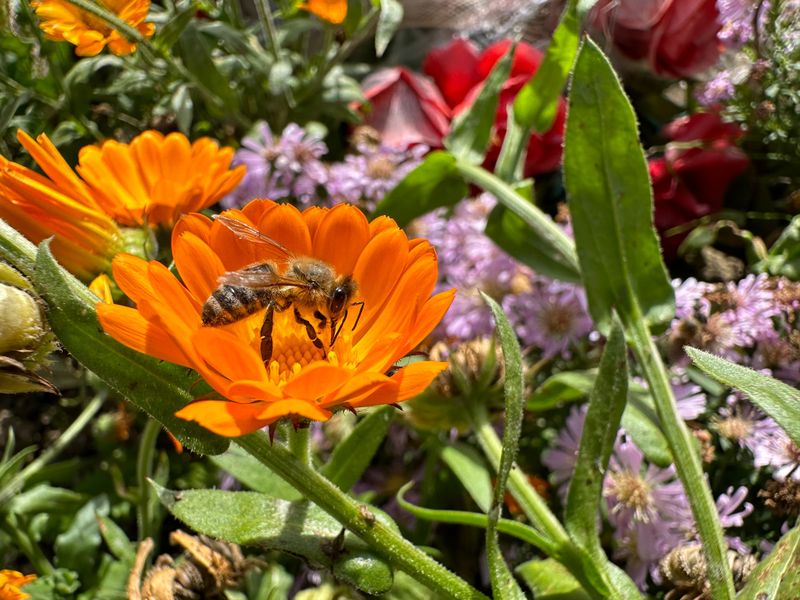 Pollinator Gardens Are Feeding More Than Just Pollinators