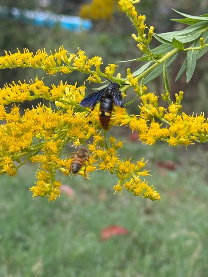 Pollinator Traffic Peaks Right Before Frost Pollinator Traffic Peaks Right Before Frost