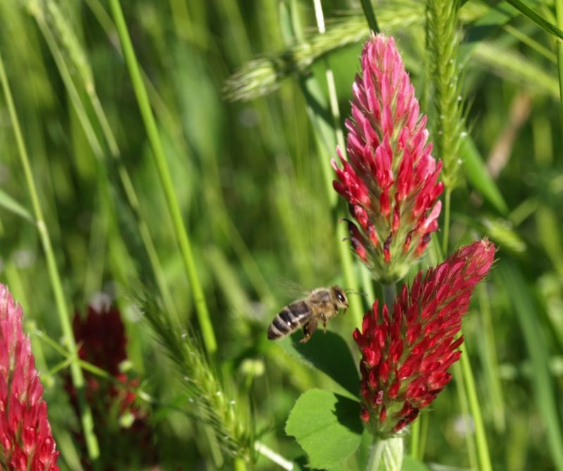 Pollinators Benefit From Its Early Blooms
