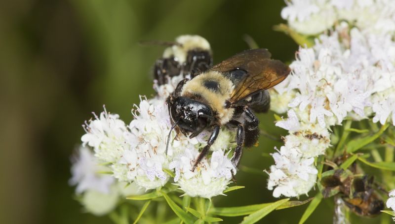 Pollinators Flock To It All Summer