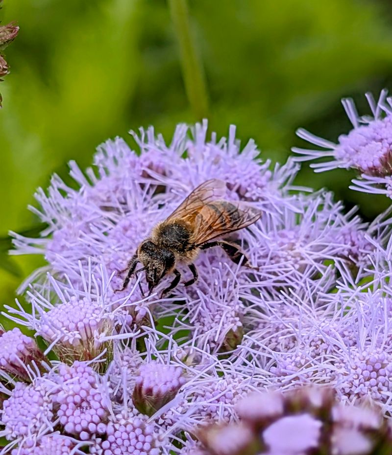 Pollinators Flock To It Before Frost