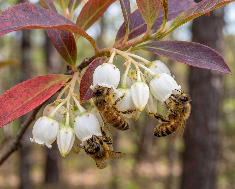 Pollinators Make Good Use Of Those Hanging Blooms Pollinators Make Good Use Of Those Hanging Blooms