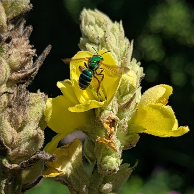 Pollinators May Visit The Flowers, But That Does Not Make It Native Pollinators May Visit The Flowers, But That Does Not Make It Native