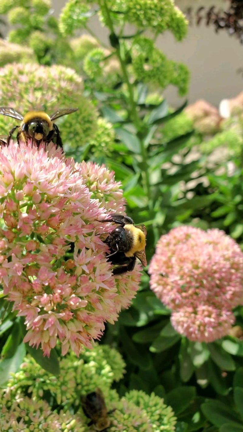 Pollinators Rely On It Late In The Season Pollinators Rely On It Late In The Season