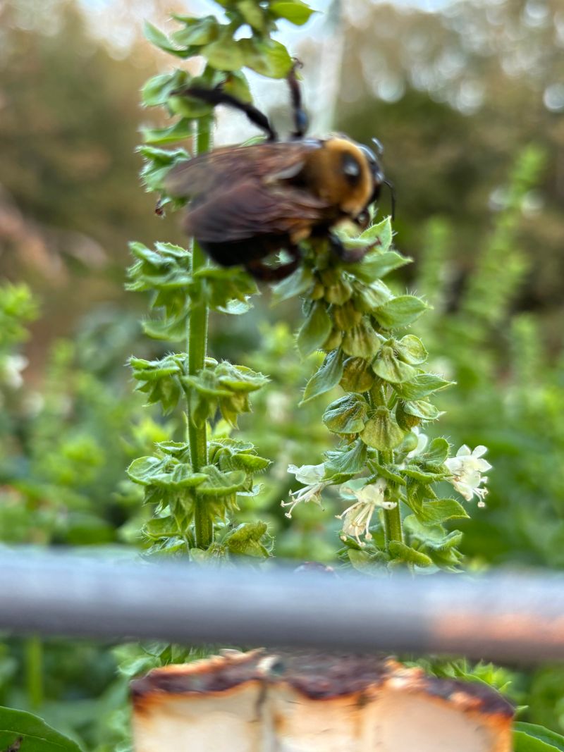 Pollinators Rely On Late Summer Blooms