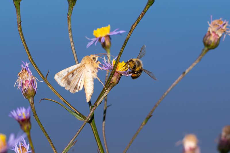 Pollinators Show Up Faster Than Anyone Expects Pollinators Show Up Faster Than Anyone Expects