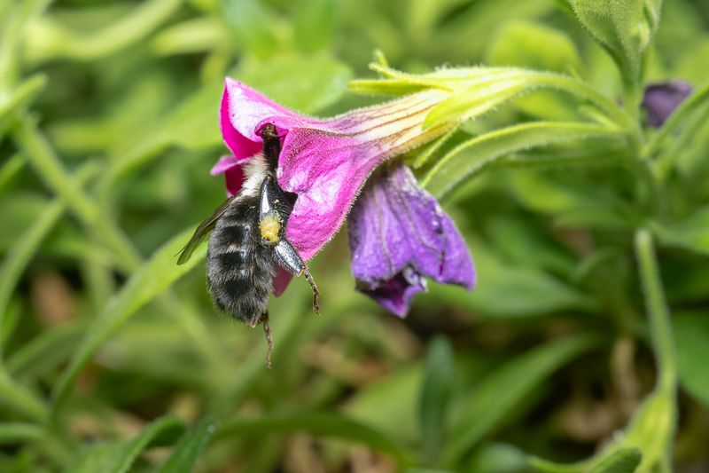 Pollinators Still Count On Late-Season Blooms Pollinators Still Count On Late-Season Blooms