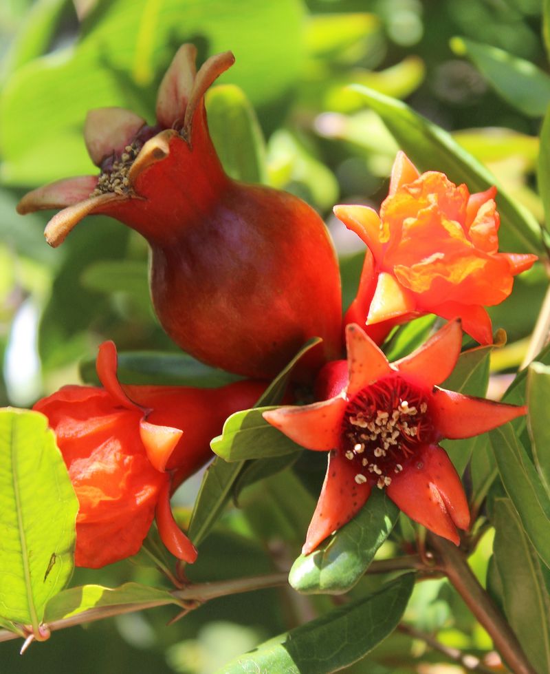Pomegranate Shrubs That Glow Like Jewels Pomegranate Shrubs That Glow Like Jewels
