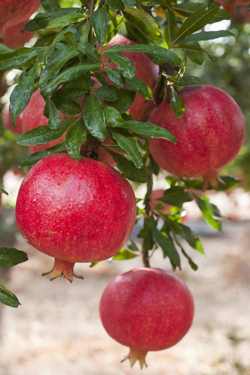 Pomegranate Trees Are Better Left Alone This Late