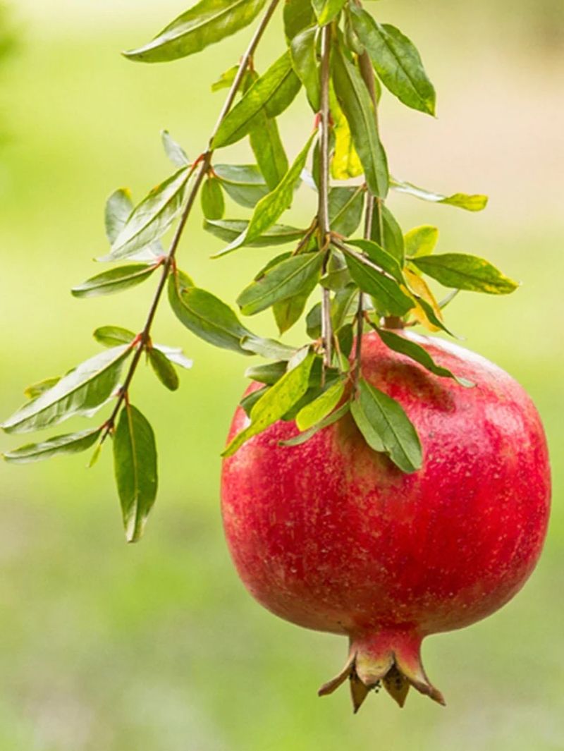 Pomegranates